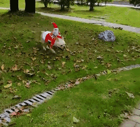 Christmas Costume For Dog - Santa Riding On Dog 1